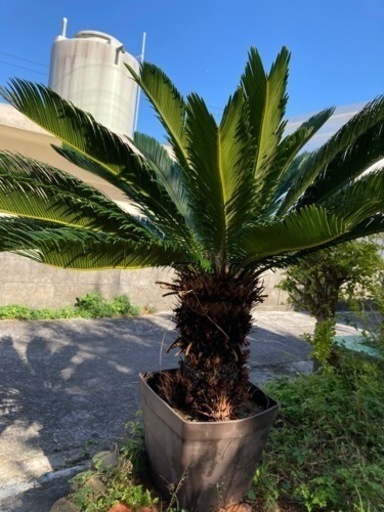 葉が多く形の良いソテツです。観葉植物