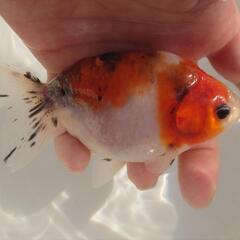 完売🙇🐟志村産❗　江戸錦 とても可愛くこれから育成、鑑賞更に楽し...