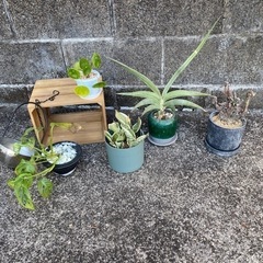 　観葉植物　鉢　雑貨　ハンギング