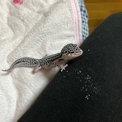 レオパードゲッコー スーパーマックスノー