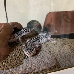レオパードゲッコー スーパーマックスノー