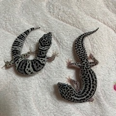 レオパードゲッコー スーパーマックスノー