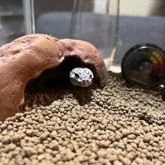 レオパードゲッコー スーパーマックスノー