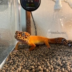 レオパードゲッコー インフェルノ