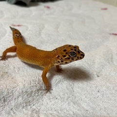 レオパードゲッコー インフェルノ