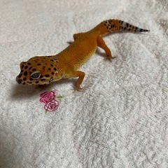 レオパードゲッコー インフェルノ