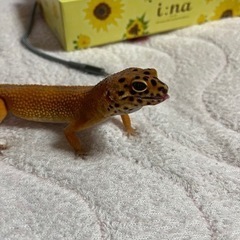 レオパードゲッコー インフェルノ