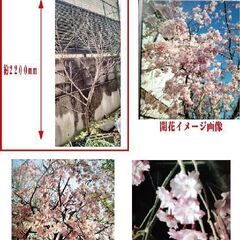  ■新着！　枝垂れ桜の苗木　お譲りします　①