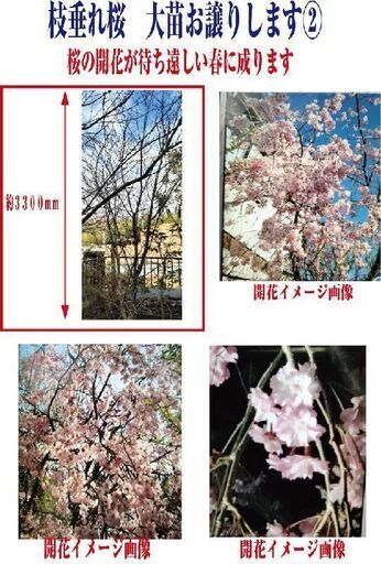 枝垂れの桜の苗木をお譲りします②