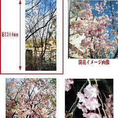 枝垂れの桜の苗木をお譲りします②