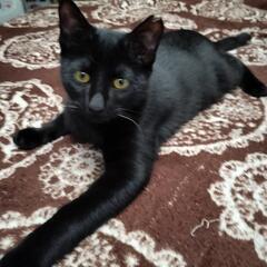 黒猫　オス　生後4ヶ月