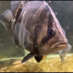 取引中　ダトニオ　熱帯魚 取引中 ダトニオ 熱帯魚