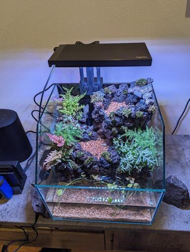 メダカ、エビのお家　アクアテラリウム　30cmキューブ　引き取りで1,000円引き