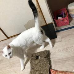 目が素敵 アーサーくん - 猫