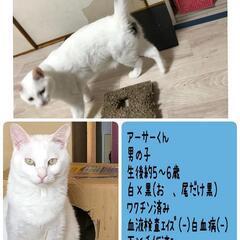 目が素敵 アーサーくんの画像