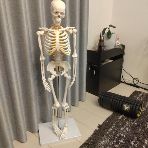 人体模型