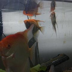 熱帯魚ゴールデンエンジェル