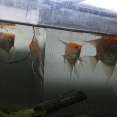 熱帯魚ゴールデンエンジェル