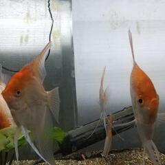 熱帯魚ゴールデンエンジェル
