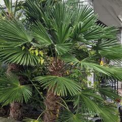 シュロの木　棕櫚　２株