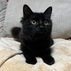 【里親様決定】フワフワ長毛の黒猫　甘えん坊の男の子　6ヶ月ぐらい