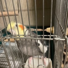 オカメインコ　オス　決まりました