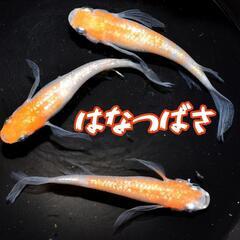 はなつばさ　稚魚　10匹　オマケ付き　紅白　ラメ　松井　鰭長　王華