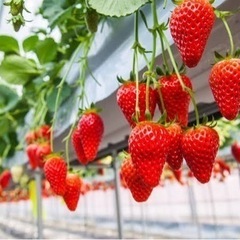 2/25 (日)🍓イチゴ狩り🍓一緒に行きませんか？