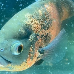 レッドタイガーオスカー、ノーマル、バラ売り可