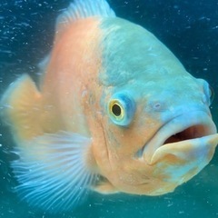 レッドタイガーオスカー、ノーマル、バラ売り可