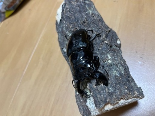 タランドゥスオオツヤクワガタ　ペア