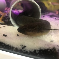 プロトプテルス ドロイ 古代魚