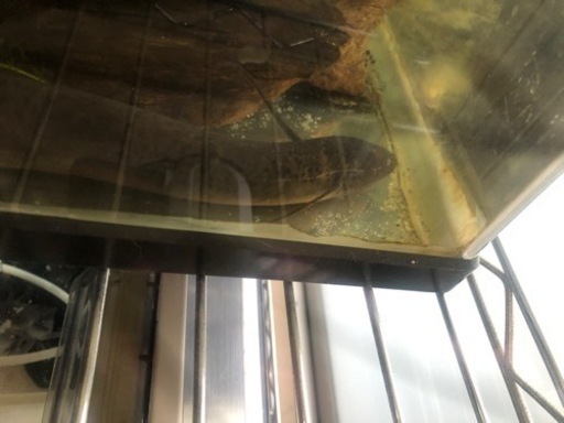 プロトプテルス ドロイ 古代魚