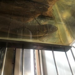 プロトプテルス ドロイ 古代魚