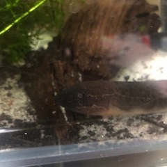 プロトプテルス ドロイ 古代魚