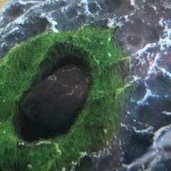 プロトプテルス ドロイ 古代魚