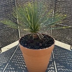 ユッカ　ロストラータ　アガベ　ヤシ【引き取り限定】
