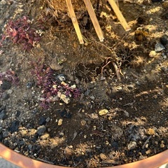 ユッカ　ロストラータ　アガベ　ヤシ【引き取り限定】