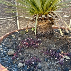 ユッカ　ロストラータ　アガベ　ヤシ【引き取り限定】