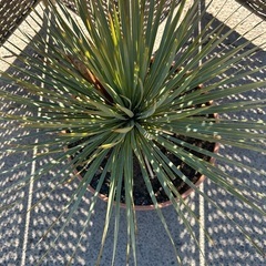 ユッカ　ロストラータ　アガベ　ヤシ【引き取り限定】
