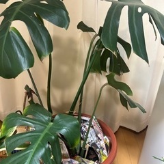 モンステラ(観葉植物)