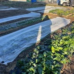 【無農薬】虫食い菜っ葉