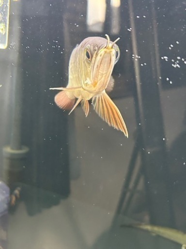 熱帯魚