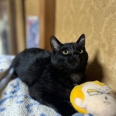 黒猫くん♡男の子 - 猫