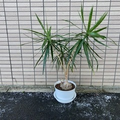 観葉植物 正体不明です A