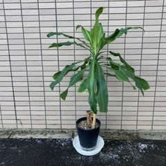 観葉植物 正体不明ですB