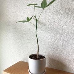 観葉植物　実生パキラ　28cm　白いおしゃれな2号の鉢と受け皿付き