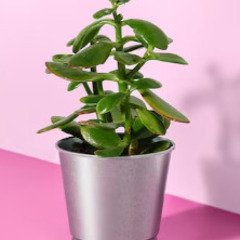 【無料】IKEA 鉢カバーBINTJE（植物は付属しません）En...