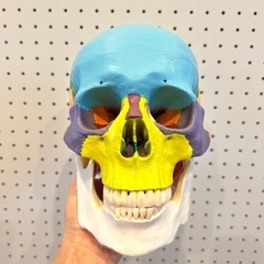 頭蓋骨模型/色分けタイプ