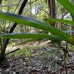 ゆうパックで送るだけ！！　横浜の山林合同散骨代行プラン - 地元のお店